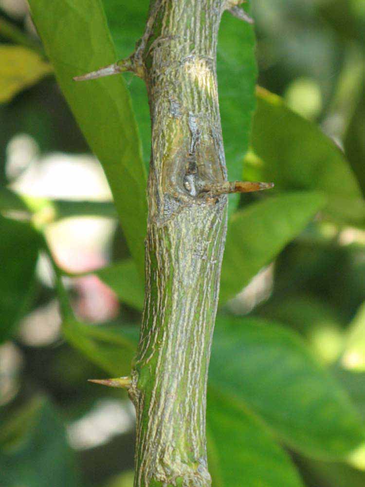              Second - third year twig (Riverside, CA)       